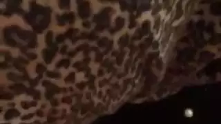 اللسان الحجاب التركي